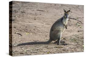 Kangaroo (macropods), Lone Pine Sanctuary, Brisbane, Queensland, Australia, Pacific-Michael Runkel-Stretched Canvas