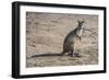 Kangaroo (macropods), Lone Pine Sanctuary, Brisbane, Queensland, Australia, Pacific-Michael Runkel-Framed Photographic Print
