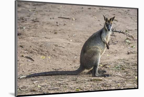 Kangaroo (macropods), Lone Pine Sanctuary, Brisbane, Queensland, Australia, Pacific-Michael Runkel-Mounted Photographic Print