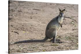 Kangaroo (macropods), Lone Pine Sanctuary, Brisbane, Queensland, Australia, Pacific-Michael Runkel-Stretched Canvas