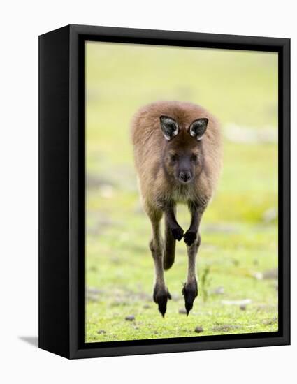 Kangaroo, (Macropus Fuliginosus), Flinders Chase N.P., Kangaroo Island, South Australia, Australia-Thorsten Milse-Framed Stretched Canvas