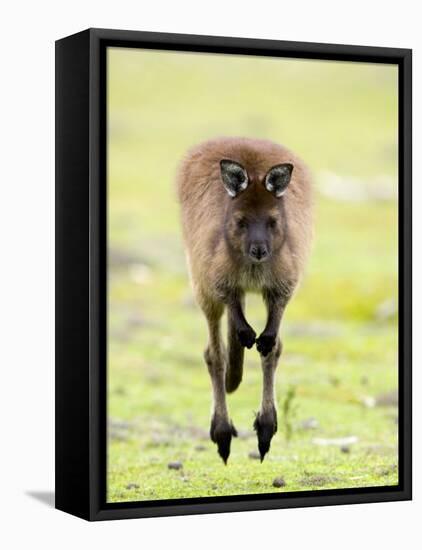 Kangaroo, (Macropus Fuliginosus), Flinders Chase N.P., Kangaroo Island, South Australia, Australia-Thorsten Milse-Framed Stretched Canvas