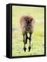 Kangaroo, (Macropus Fuliginosus), Flinders Chase N.P., Kangaroo Island, South Australia, Australia-Thorsten Milse-Framed Stretched Canvas