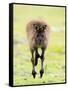 Kangaroo, (Macropus Fuliginosus), Flinders Chase N.P., Kangaroo Island, South Australia, Australia-Thorsten Milse-Framed Stretched Canvas