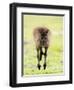Kangaroo, (Macropus Fuliginosus), Flinders Chase N.P., Kangaroo Island, South Australia, Australia-Thorsten Milse-Framed Premium Photographic Print