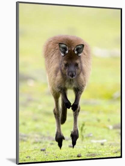 Kangaroo, (Macropus Fuliginosus), Flinders Chase N.P., Kangaroo Island, South Australia, Australia-Thorsten Milse-Mounted Photographic Print