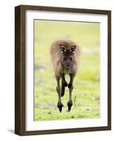 Kangaroo, (Macropus Fuliginosus), Flinders Chase N.P., Kangaroo Island, South Australia, Australia-Thorsten Milse-Framed Photographic Print