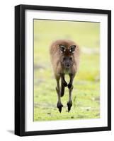 Kangaroo, (Macropus Fuliginosus), Flinders Chase N.P., Kangaroo Island, South Australia, Australia-Thorsten Milse-Framed Photographic Print