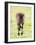 Kangaroo, (Macropus Fuliginosus), Flinders Chase N.P., Kangaroo Island, South Australia, Australia-Thorsten Milse-Framed Photographic Print