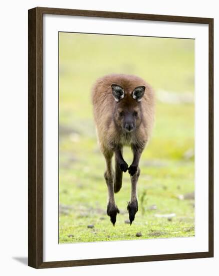 Kangaroo, (Macropus Fuliginosus), Flinders Chase N.P., Kangaroo Island, South Australia, Australia-Thorsten Milse-Framed Photographic Print