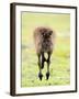 Kangaroo, (Macropus Fuliginosus), Flinders Chase N.P., Kangaroo Island, South Australia, Australia-Thorsten Milse-Framed Photographic Print