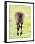 Kangaroo, (Macropus Fuliginosus), Flinders Chase N.P., Kangaroo Island, South Australia, Australia-Thorsten Milse-Framed Photographic Print