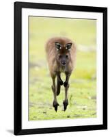 Kangaroo, (Macropus Fuliginosus), Flinders Chase N.P., Kangaroo Island, South Australia, Australia-Thorsten Milse-Framed Photographic Print