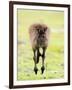 Kangaroo, (Macropus Fuliginosus), Flinders Chase N.P., Kangaroo Island, South Australia, Australia-Thorsten Milse-Framed Photographic Print