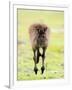 Kangaroo, (Macropus Fuliginosus), Flinders Chase N.P., Kangaroo Island, South Australia, Australia-Thorsten Milse-Framed Photographic Print