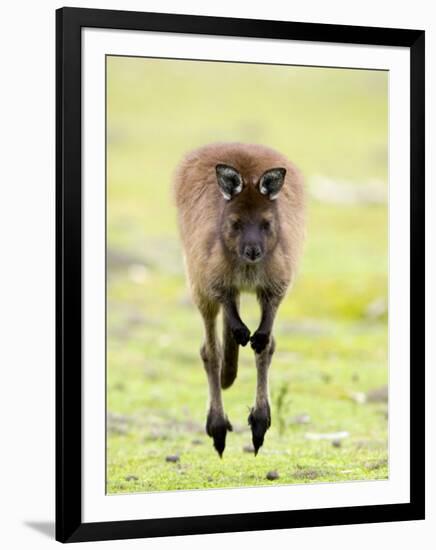 Kangaroo, (Macropus Fuliginosus), Flinders Chase N.P., Kangaroo Island, South Australia, Australia-Thorsten Milse-Framed Photographic Print