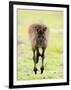 Kangaroo, (Macropus Fuliginosus), Flinders Chase N.P., Kangaroo Island, South Australia, Australia-Thorsten Milse-Framed Photographic Print