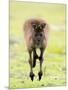 Kangaroo, (Macropus Fuliginosus), Flinders Chase N.P., Kangaroo Island, South Australia, Australia-Thorsten Milse-Mounted Photographic Print