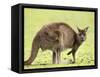 Kangaroo (Macropus Fuliginosus Fuliginosus), Kangaroo Island, South Australia, Australia, Pacific-Thorsten Milse-Framed Stretched Canvas