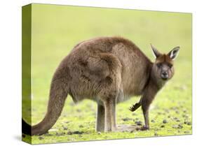 Kangaroo (Macropus Fuliginosus Fuliginosus), Kangaroo Island, South Australia, Australia, Pacific-Thorsten Milse-Stretched Canvas