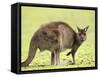 Kangaroo (Macropus Fuliginosus Fuliginosus), Kangaroo Island, South Australia, Australia, Pacific-Thorsten Milse-Framed Stretched Canvas