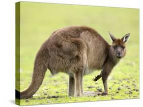 Kangaroo (Macropus Fuliginosus Fuliginosus), Kangaroo Island, South Australia, Australia, Pacific-Thorsten Milse-Stretched Canvas