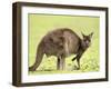 Kangaroo (Macropus Fuliginosus Fuliginosus), Kangaroo Island, South Australia, Australia, Pacific-Thorsten Milse-Framed Premium Photographic Print