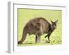 Kangaroo (Macropus Fuliginosus Fuliginosus), Kangaroo Island, South Australia, Australia, Pacific-Thorsten Milse-Framed Premium Photographic Print