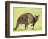 Kangaroo (Macropus Fuliginosus Fuliginosus), Kangaroo Island, South Australia, Australia, Pacific-Thorsten Milse-Framed Photographic Print