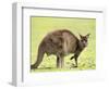 Kangaroo (Macropus Fuliginosus Fuliginosus), Kangaroo Island, South Australia, Australia, Pacific-Thorsten Milse-Framed Photographic Print