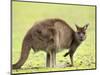 Kangaroo (Macropus Fuliginosus Fuliginosus), Kangaroo Island, South Australia, Australia, Pacific-Thorsten Milse-Mounted Photographic Print