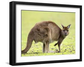 Kangaroo (Macropus Fuliginosus Fuliginosus), Kangaroo Island, South Australia, Australia, Pacific-Thorsten Milse-Framed Photographic Print