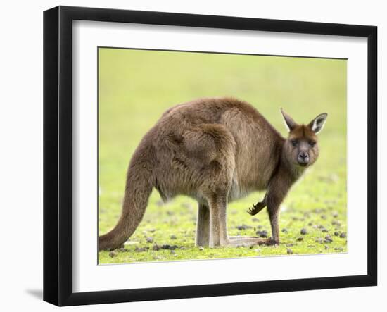 Kangaroo (Macropus Fuliginosus Fuliginosus), Kangaroo Island, South Australia, Australia, Pacific-Thorsten Milse-Framed Photographic Print