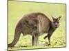 Kangaroo (Macropus Fuliginosus Fuliginosus), Kangaroo Island, South Australia, Australia, Pacific-Thorsten Milse-Mounted Photographic Print