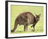 Kangaroo (Macropus Fuliginosus Fuliginosus), Kangaroo Island, South Australia, Australia, Pacific-Thorsten Milse-Framed Photographic Print