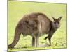 Kangaroo (Macropus Fuliginosus Fuliginosus), Kangaroo Island, South Australia, Australia, Pacific-Thorsten Milse-Mounted Photographic Print