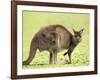 Kangaroo (Macropus Fuliginosus Fuliginosus), Kangaroo Island, South Australia, Australia, Pacific-Thorsten Milse-Framed Photographic Print