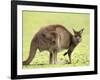 Kangaroo (Macropus Fuliginosus Fuliginosus), Kangaroo Island, South Australia, Australia, Pacific-Thorsten Milse-Framed Photographic Print