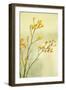 Kangaroo Paw I-Karyn Millet-Framed Photographic Print