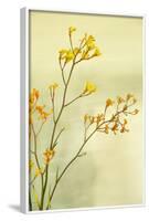 Kangaroo Paw I-Karyn Millet-Framed Photographic Print