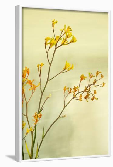 Kangaroo Paw I-Karyn Millet-Framed Photographic Print