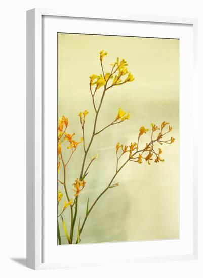 Kangaroo Paw I-Karyn Millet-Framed Photographic Print