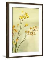 Kangaroo Paw I-Karyn Millet-Framed Photographic Print