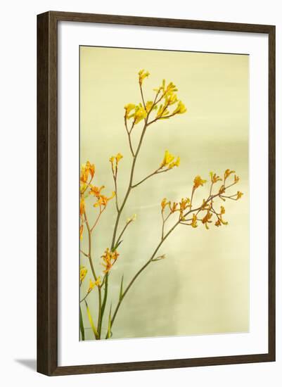 Kangaroo Paw I-Karyn Millet-Framed Photographic Print