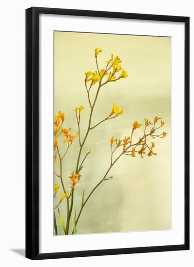 Kangaroo Paw I-Karyn Millet-Framed Photographic Print