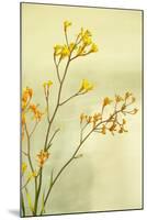 Kangaroo Paw I-Karyn Millet-Mounted Photographic Print