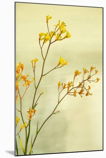 Kangaroo Paw I-Karyn Millet-Mounted Photographic Print