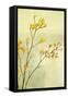 Kangaroo Paw I-Karyn Millet-Framed Stretched Canvas