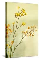 Kangaroo Paw I-Karyn Millet-Stretched Canvas