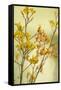 Kangaroo Paw II-Karyn Millet-Framed Stretched Canvas